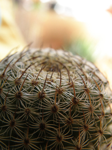 Mammillaria huitzilopochtli - Genul Mammilaria