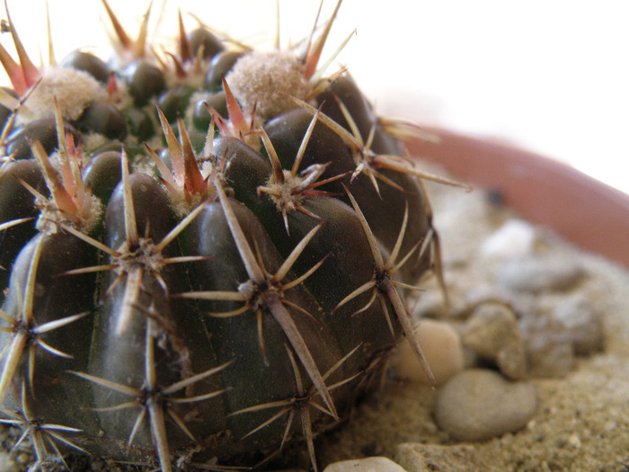 Notocactus submammulosus - Genul Notocactus