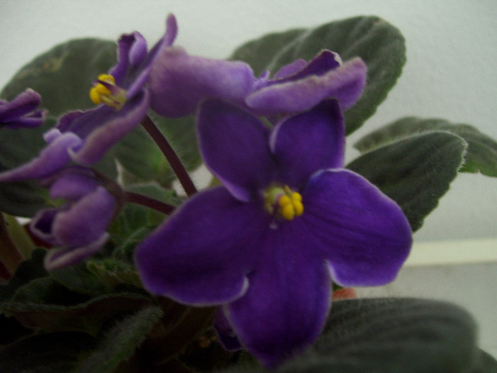 Picture 028 - violete 2011