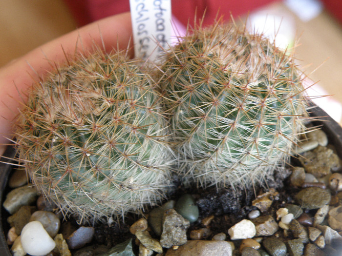 Notocactus schlosserri