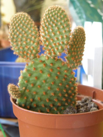 Opuntia microdasys 2010