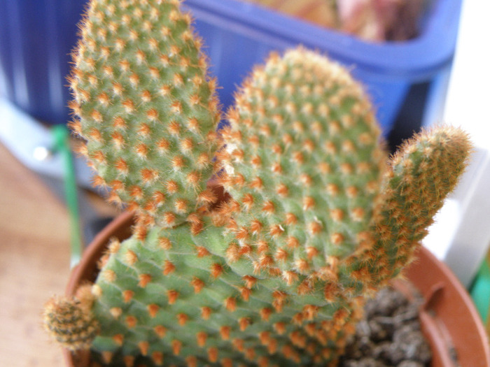 Opuntia microdasys - Genul Opuntia