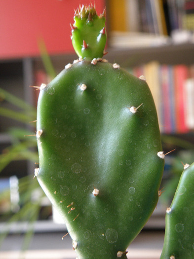 Opuntia anacantha - Genul Opuntia