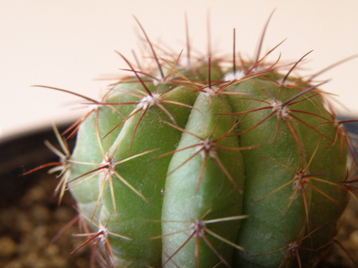 Parodia ottonis - Genul Parodia