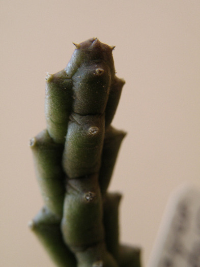 Stapelia variegata