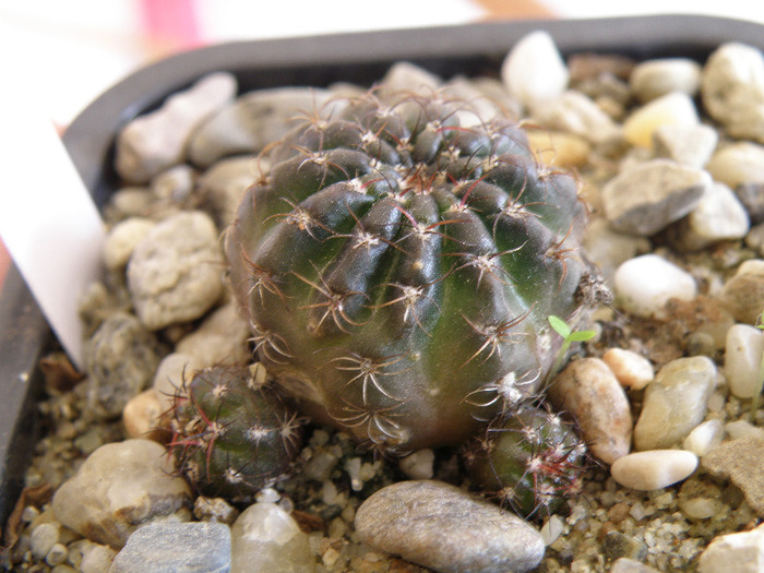 Lobivia arachnacantha 2011 Gino - Genul Lobivia