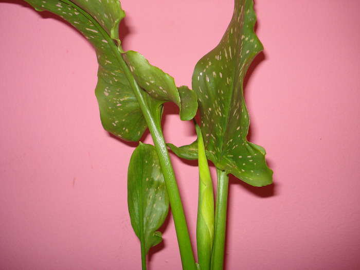 calla; boboc
