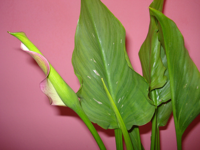 calla rehmanni