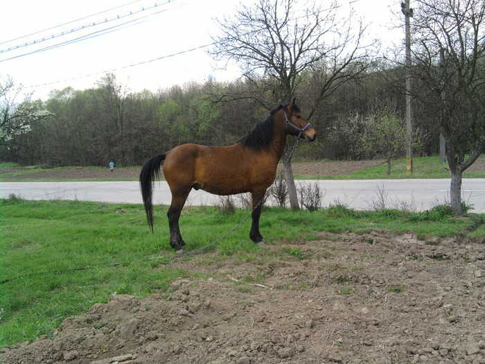 Fotografie249 - Calul meu