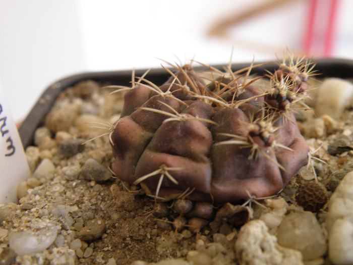 Gymnocalycium asterium 2010 Gino - Genul Gymnocalycium