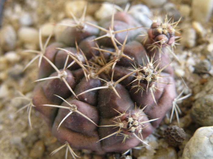 Gymnocalycium asterium - Genul Gymnocalycium