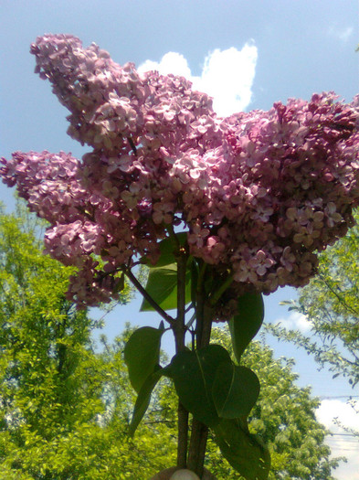 Liliacul parfumat - Arbusti ornamentali