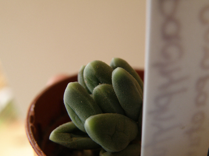 Pachyptyum compactum