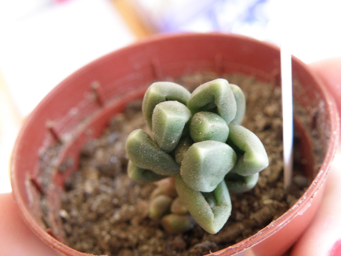 Pachyptyum compactum