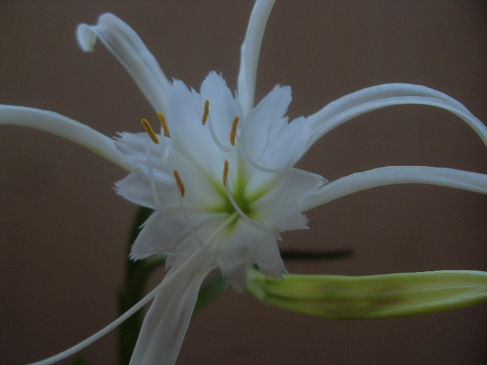 SDC19224 - CRIN PAIANJEN hymenocallis