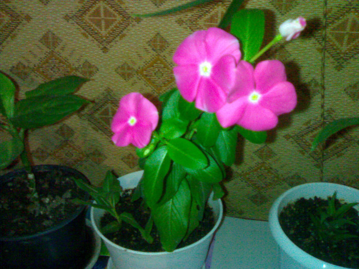 a murit - vinca