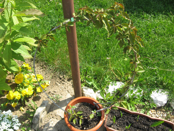 IMG_0705 - plante de gradina si terasa 2011