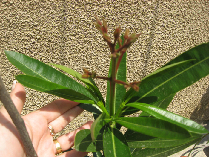 IMG_0711 - plante de gradina si terasa 2011