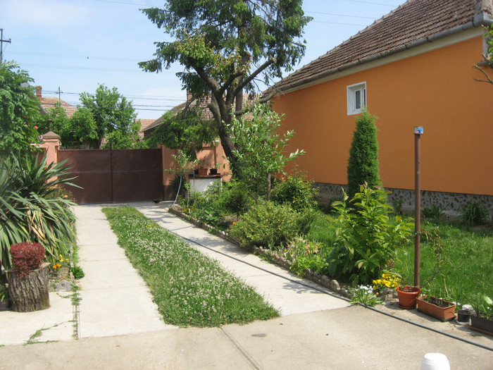 IMG_0738 - plante de gradina si terasa 2011