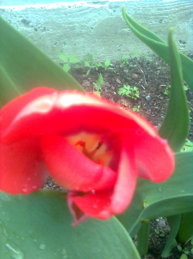 Imagine0579 - florile mele