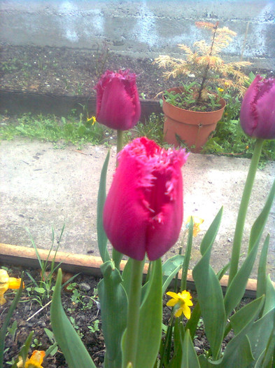 Imagine0572 - florile mele