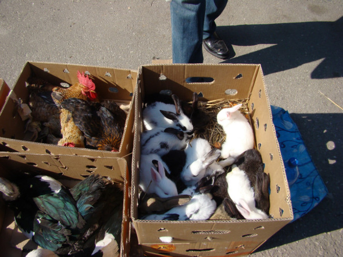 DSC09026 - 15-05-2011