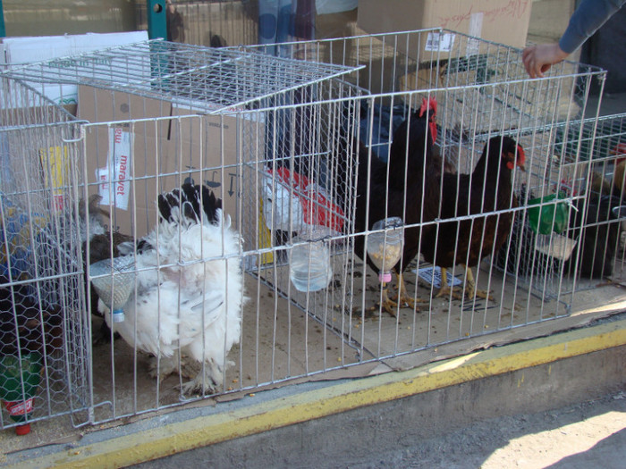 DSC09031 - 15-05-2011