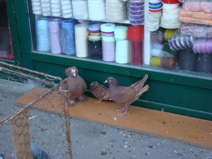 DSC09034 - 15-05-2011