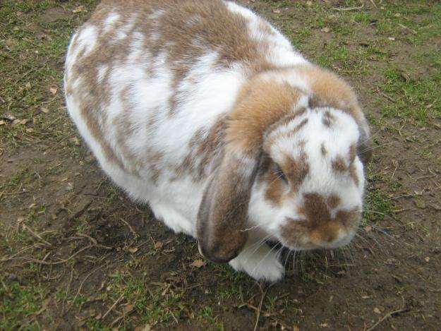 1272915254_78727366_2-Fotografii-de--Vand-pui-iepuri-rasa-1272915254