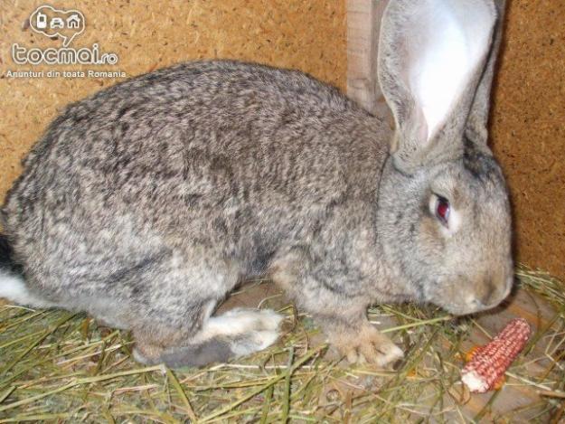 1274901219_96279625_1-iepuri-belgieni-rase-mari-mitoc-1274901219