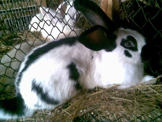 1294514548_154943125_6-vind-iepuri-rasa-nicu-jilava-Romania