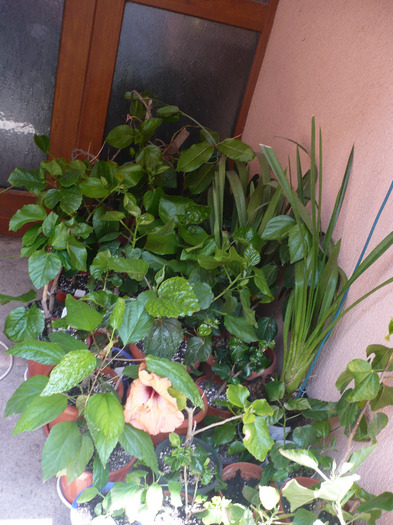 P1060911 - HIBISCUSI 2011-1