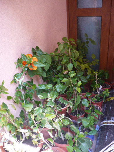P1060912
