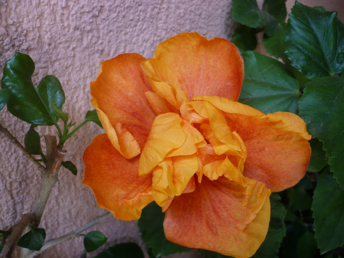 P1060914
