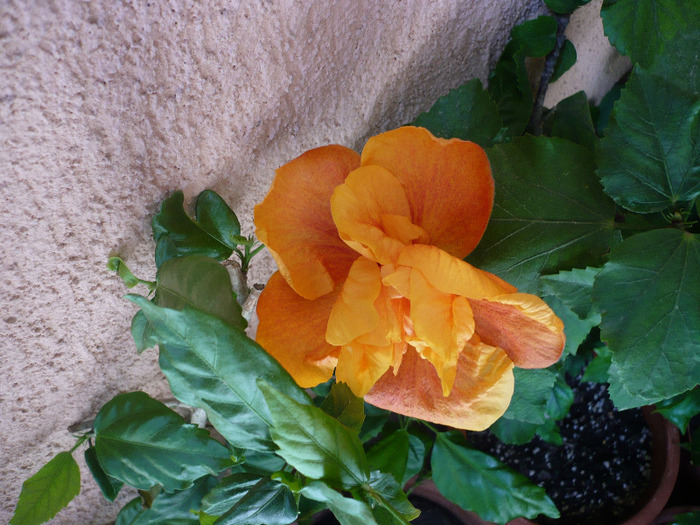 P1060915