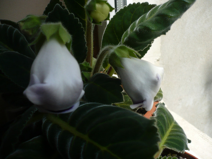 15.05.2011 - zzz-GLOXINIA SI MINISININGIA 2011-iesite din colectie