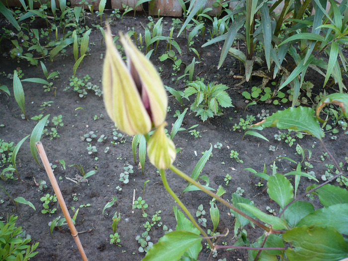 P1060916