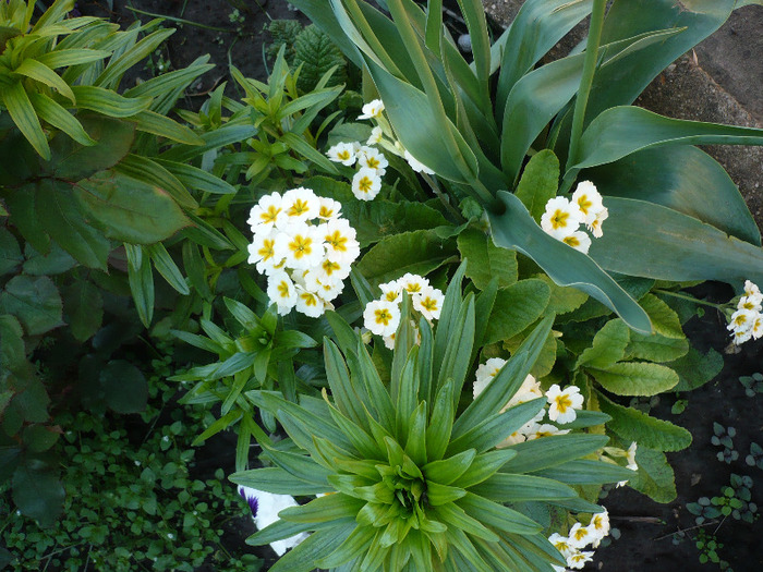 P1060921