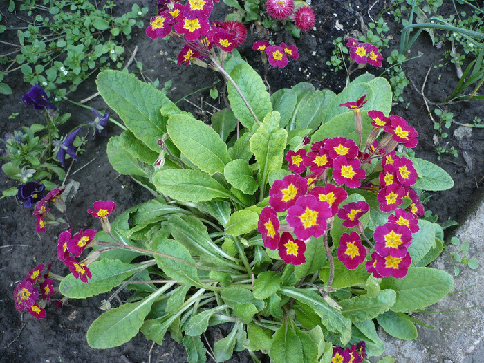 P1060924