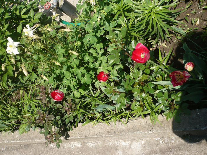 P1060932