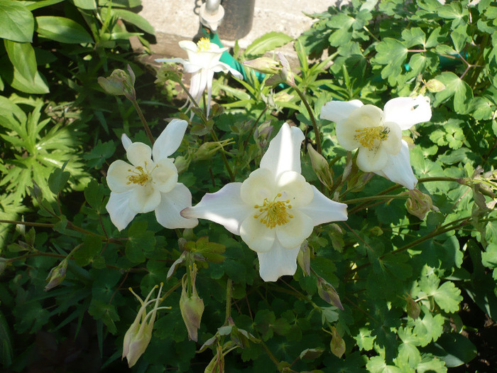 P1060933