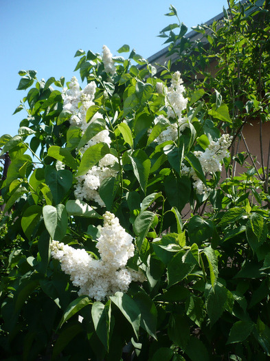 P1060937