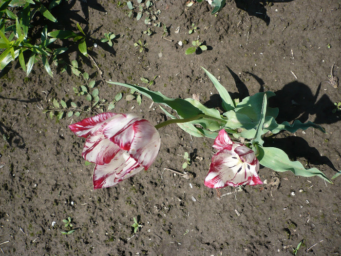 P1060942
