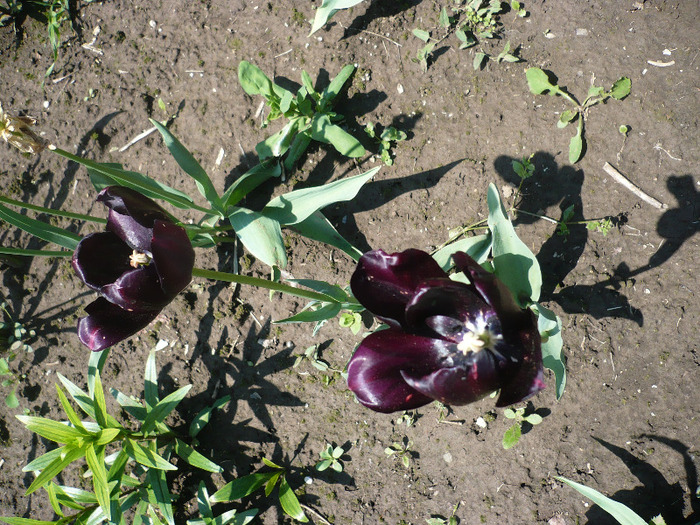 P1060943