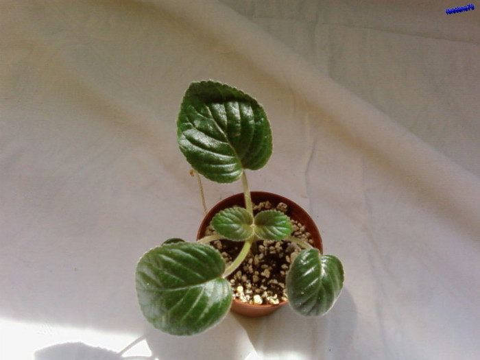 Texas Zebra - Minisiningia si Gloxinia