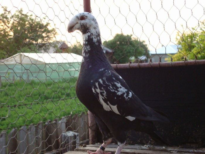 mascul 2010 - MATCA 2011-noutati