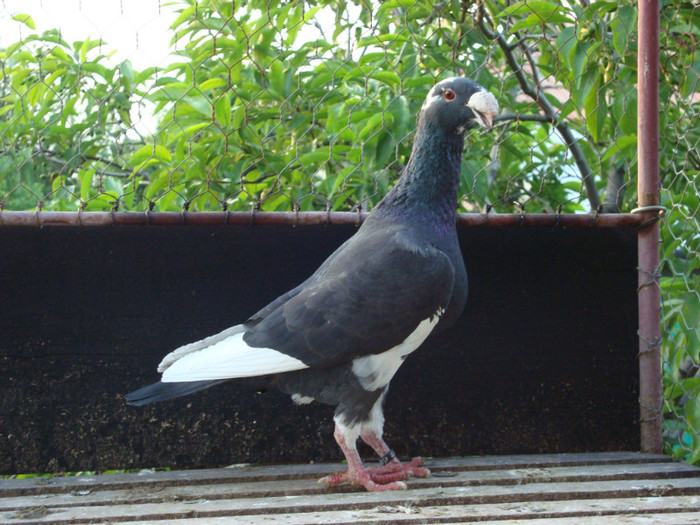 mascul 2010 - MATCA 2011-noutati