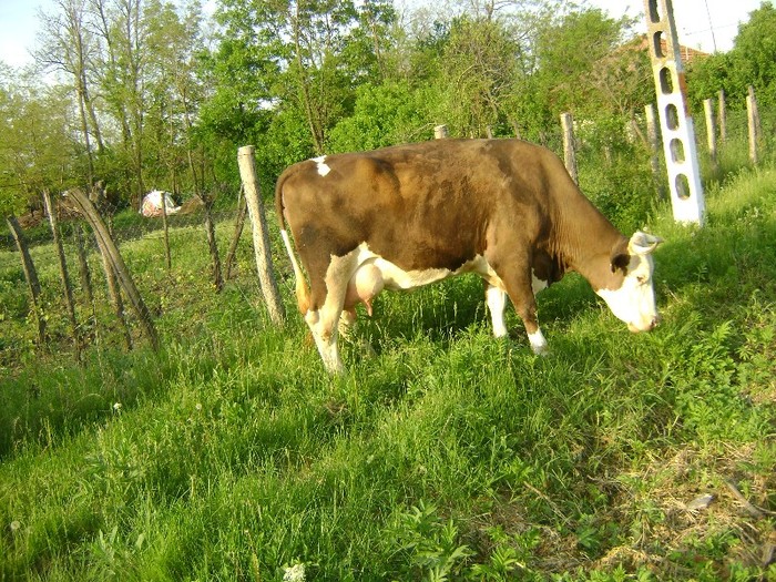 Picture 375 - calul si vaca