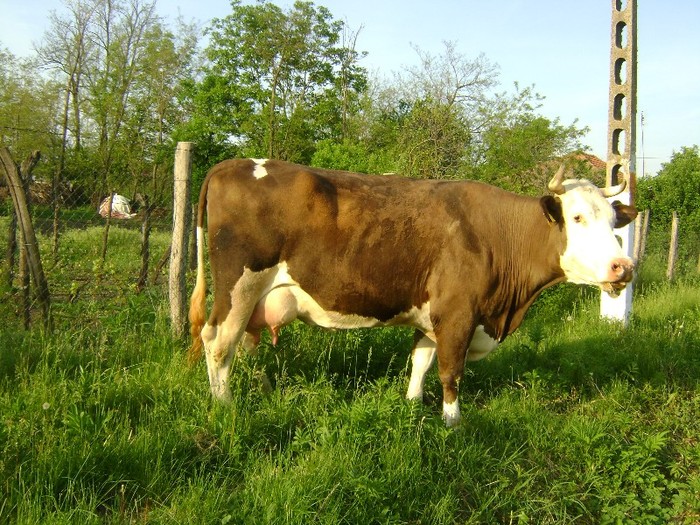 Picture 376 - calul si vaca