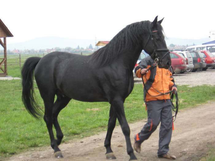 IMG_0815 - ECHITATIE 2011